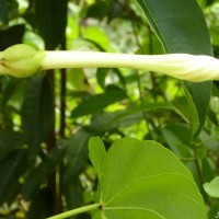 Ipomoea violacea L.